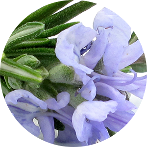 Rosemary Leaf Extract