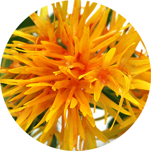 Safflower Oil