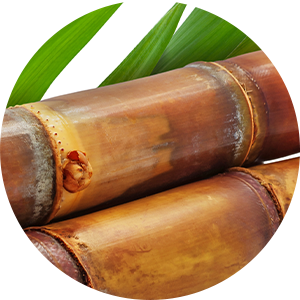 Organic Sugar Cane