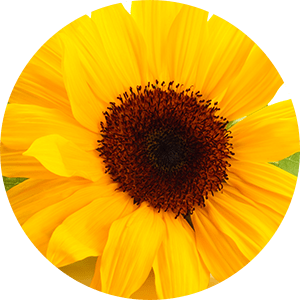 Sunflower Extract