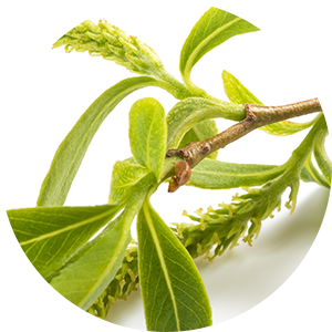 Willow Leaf Extract