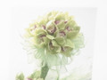Cymbidium Orchard Bride Bouq