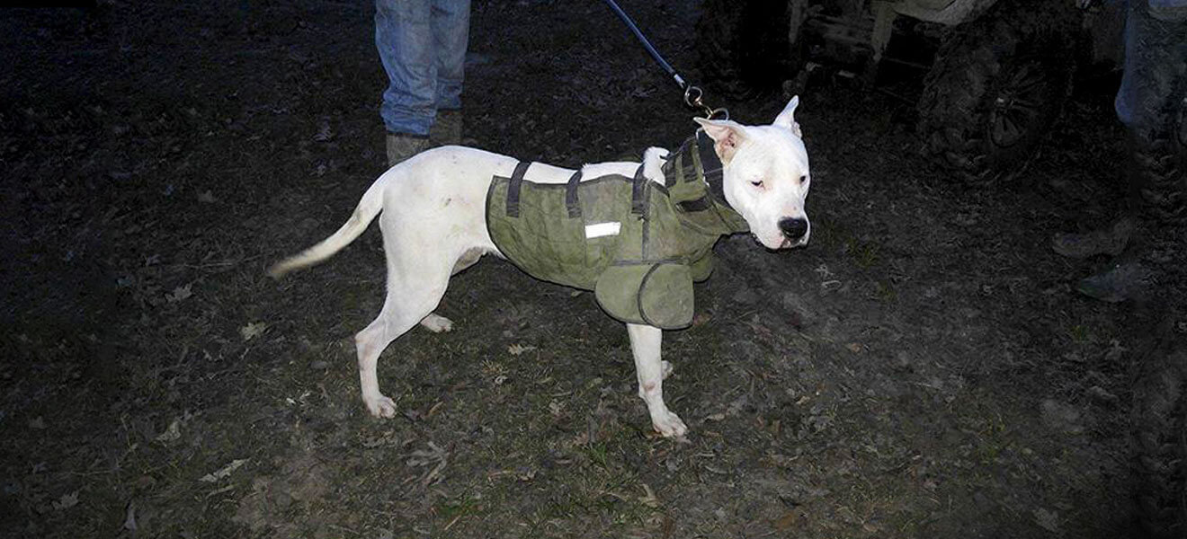 Hunting Dog Gear Wild Boar USA / Ugly Dog Ranch