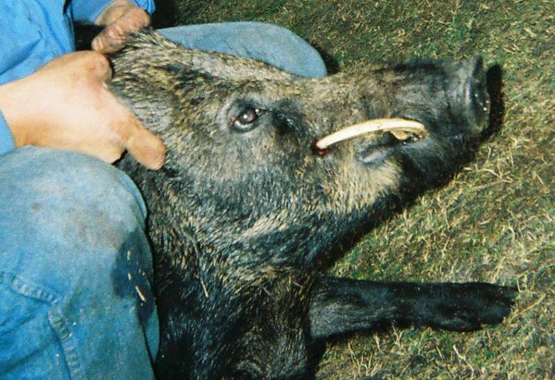 kim-and-hog.jpg big_tooth_hog.jpg