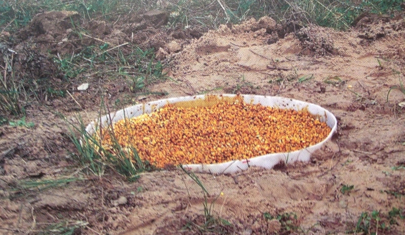 In Ground Hog Feeder