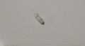 2313-300 16 VOLT WEDGE BASE BULB FOR FLOODLIGHT TOWER PACK OF 50