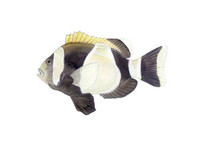 Wide Band Clownfish, Adult 11x14 Matted Fine Art Print