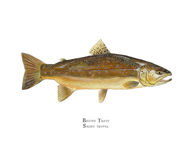 This limited edition brown trout giclee print uses the finest reproduction technology available to artists. This is a museum-quality reproduction printed on heavy, archival watercolor paper with archival inks. It is suitable for handing down to the next generation.
