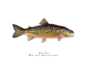 This limited edition giclee print comes matted in a double mat with gold reveal and bagged in a clear plastic bag. It can also be purchased framed. Each is hand-signed and numbered. The print will be titled in black ink like Karen's other scientific illustrations with both the common name and scientific name.