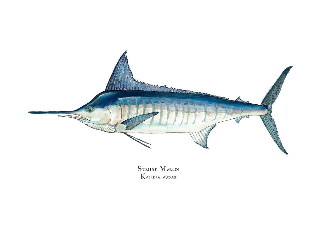 Tetrapturus audax Clearance