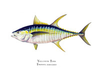 Yellowfin Tuna (Thunnus albacares) 11x14 Matted Fine Art Print