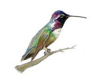 Costa's Hummingbird (Calypte costae) 8x10 Matted Fine Art Print