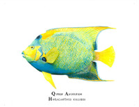 Queen Angelfish (Holacanthus ciliaris) 11x14 Matted Fine Art Print