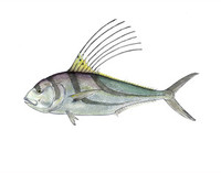 Roosterfish (Nematistius pectoralis) 11x14 Matted Fine Art Print