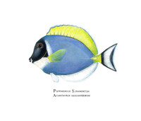 Powder Blue Tang (Acanthurus leucosternon) 11x14 Matted Fine Art Print