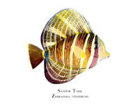 Sailfin Tang (Zebrasoma veliferum) 11x14 Matted Fine Art Print