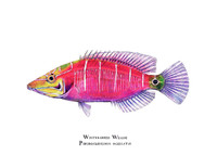 Whitebarred Wrasse/Mystery Wrasse (Pseudocheilinus ocellatus) 11x14 Matted Fine Art Print