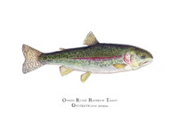 This open edition print comes matted in a double mat with gold reveal and bagged in a clear plastic bag. It can also be purchased framed. Each is hand-signed.