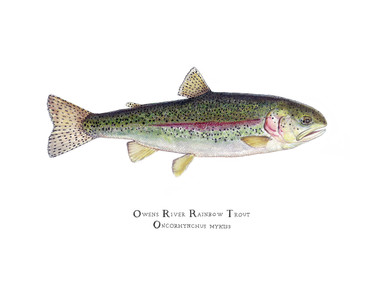 This open edition print comes matted in a double mat with gold reveal and bagged in a clear plastic bag. It can also be purchased framed. Each is hand-signed.