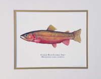 Colorado River Cutthroat Trout (Oncorhynchus clarki pleuriticus) 11x14 Matted Fine Art Print