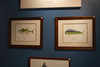 A framed Pacific dorado hanging in the Karen Talbot Art Gallery beside a framed and remarqued yellowfin tuna 