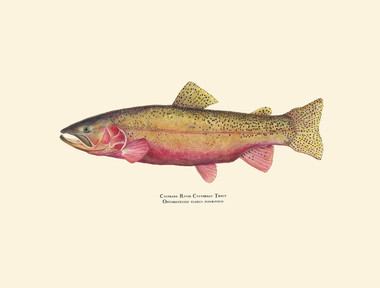 This limited edition giclee print comes matted in a double mat with gold reveal and bagged in a clear plastic bag. It can also be purchased framed, but it is framed unmatted with the print size the same as the original (18"x24"). Each is hand-signed and numbered. The print will be titled in black ink like Karen's other scientific illustrations with both the common name and scientific name.
