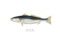 White Sea Bass (Atractoscion nobilis) 11x14 Matted Fine Art Print