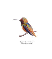 Laguna Canyon Allen's Hummingbird (Selasphorus sasin) 8x10 Matted Fine Art Print