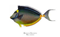 Orangespine Unicornfish (Naso lituratus) 16x20 Matted Limited Edition Giclee