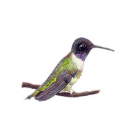 Black-Chinned Hummingbird (Archilochus alexandri) 8x10 Matted Fine Art Print