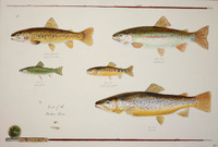 The Trout of the Eastern Sierra limited edition giclee print is a gallery-wrapped print at the same size as the original.