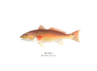 Red Drum (aka Redfish) 11x14 Matted Fine Art Print
