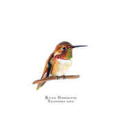 Santa Cruz Rufous Hummingbird (Selasphorus rufus) 8x10 Matted Fine Art Print