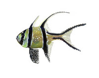 Banggai Cardinalfish (Pterapogon kauderni) Full Color 11x14 Matted Fine Art Print