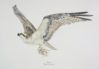 Osprey Painting Watercolour Painting Limited Edition Print of my Osprey Watercolour Painting