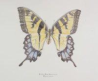 Georges River Female Eastern Swallowtail Butterfly (Papilio glaucus) 16x20 Matted Limited Edition Giclee