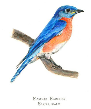 The Eastern bluebird limited edition giclee print is printed on heavy watercolor paper with archival pigment inks.
