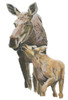 11"x14" Moose and Calf Fine Art Print by Conservation Artist and Scientific Illustrator Karen Talbot