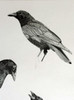 Detail of "Three Crow" (unfinished pre-sale picture)