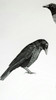 This is a pre-sales picture of a detail of the original "Three Crow" before it was finished, signed or titled by Karen.
