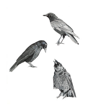 This limited edition giclee print comes matted in a double mat with black reveal.