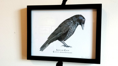 This American crow illustration is framed in a wood 6"x8" frame and is hand-signed by Karen.