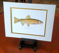 Greenback Cutthroat Trout (Oncorhynchus clarkii stomias) Fine Art Print, Hand-Signed