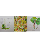 Sea Grape (Coccoloba uvifera) Limited Edition Giclee Print Set Pre-Order