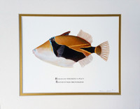 Wedge-tail Triggerfish (aka Humuhumu nukunuku apua'a) (Rhinecanthus rectangulus) 11"x14" Matted Fine Art Print