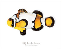 Open Edition & Limited Edition Prints Available from ORA Direct