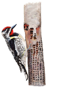 Yellow-bellied Sapsucker (Sphyrapicus varius)