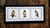 Hummingbird Triptych - 5"x5" Openings