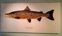 Original Spawning Male Atlantic Salmon on Board