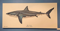 White Shark Mueller 48"x24" Gallery Wrapped Limited Edition Giclee